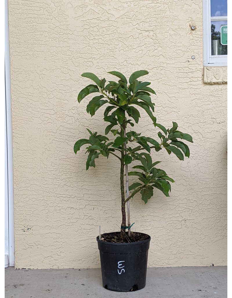 Avocado  Fuerte 3 Gallon