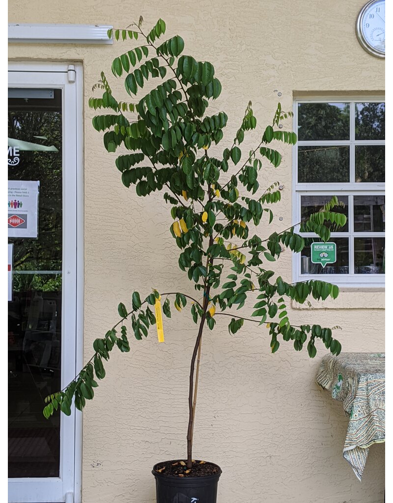 Carambola - Fwang Tung