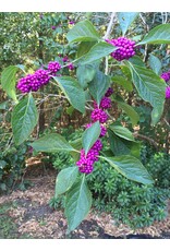 Beauty Berry
