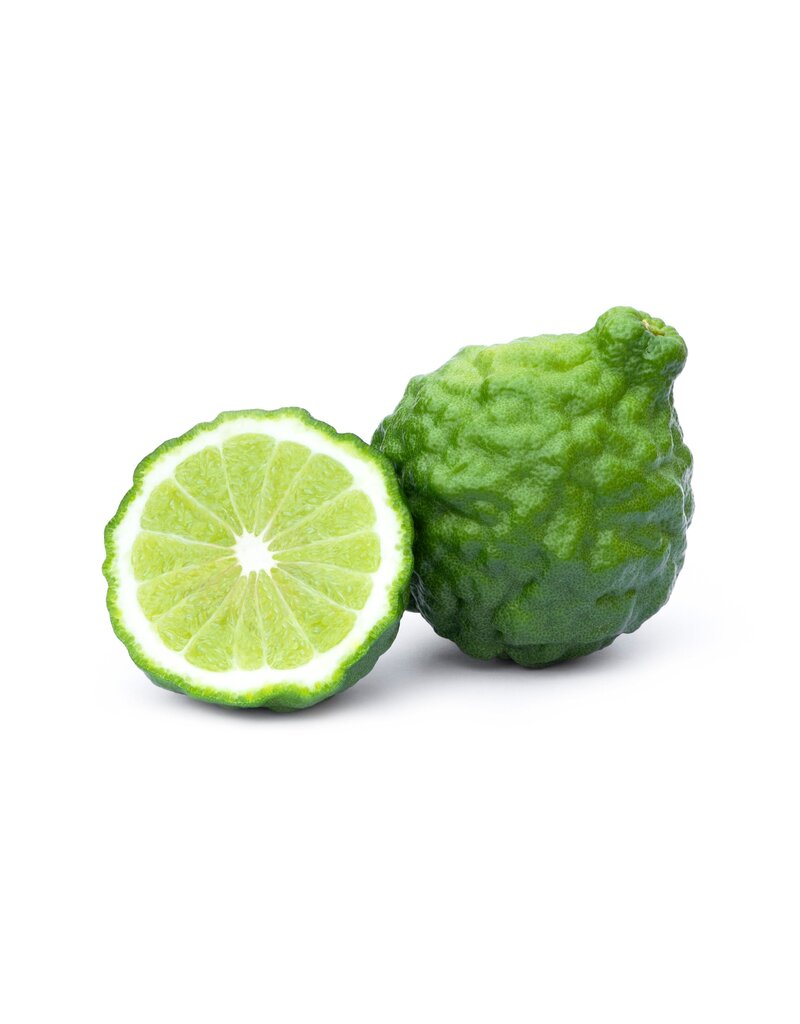 Citrus, Lime - Kaffir