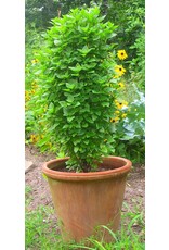 Columnar Basil