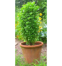 Columnar Basil