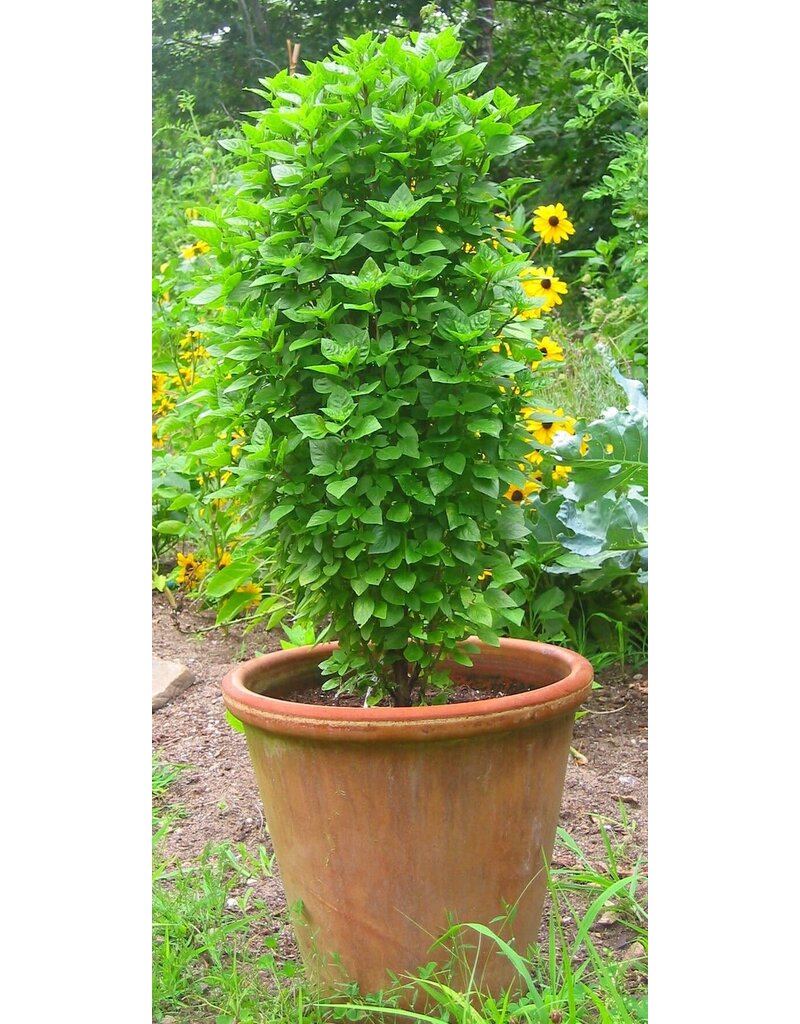 Columnar Basil