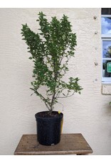 Columnar Basil