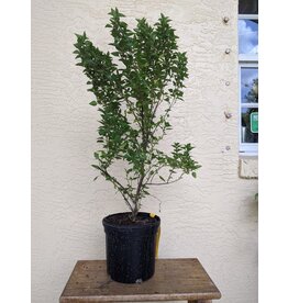Columnar Basil