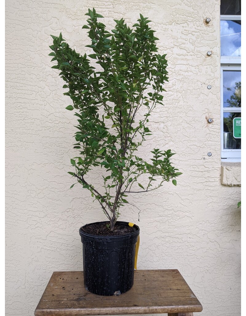 Columnar Basil