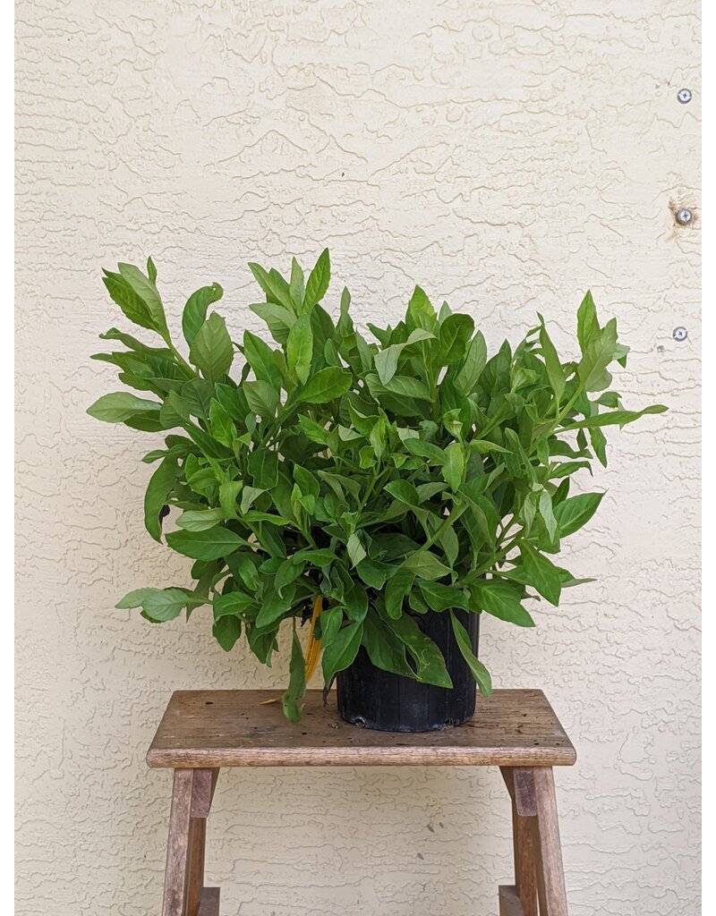 Chinese Spinach