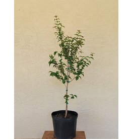 Black Surinam Cherry