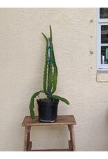 Dragonfruit - Excalibur