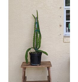 Dragonfruit - Excalibur