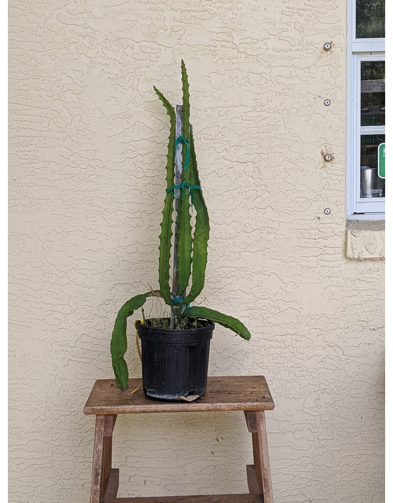 Dragonfruit - Excalibur