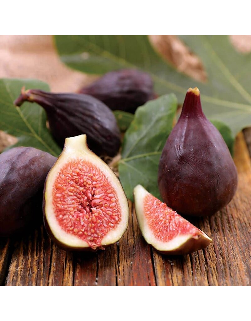 Fig - Violette de Bordeaux