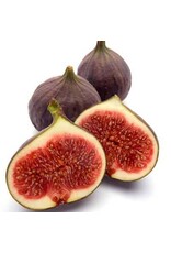 Fig - Texas Everbearing
