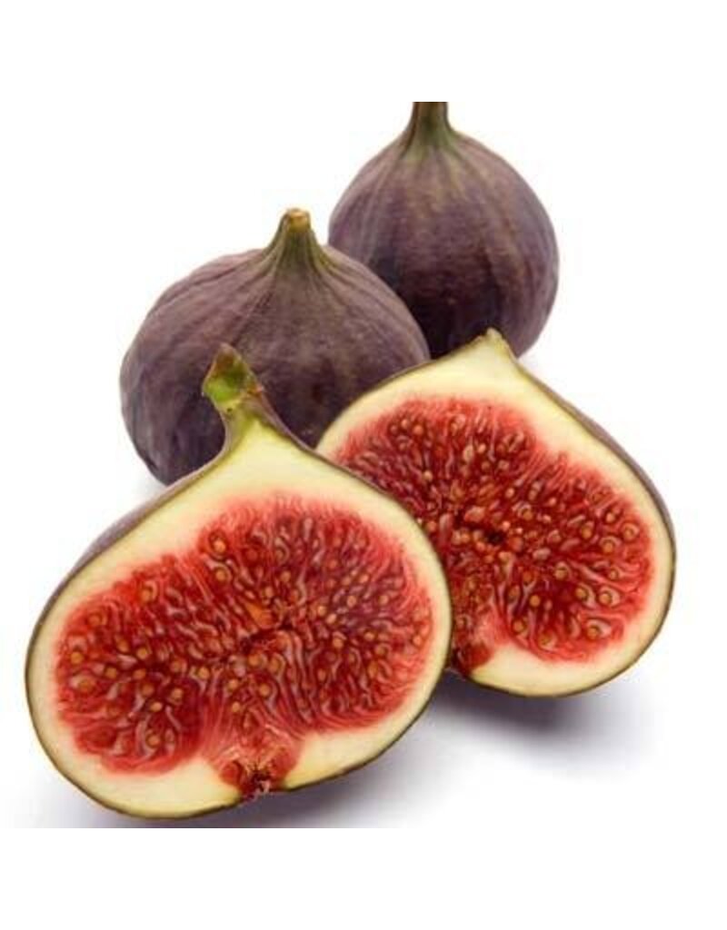 Fig - Texas Everbearing