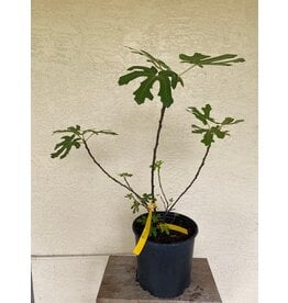 Fig - Celeste