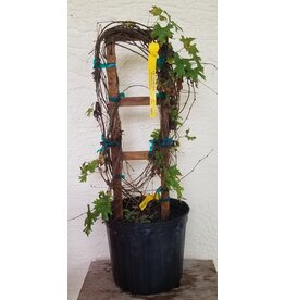 Grape - Southern Home