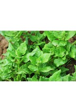 New Zealand Spinach