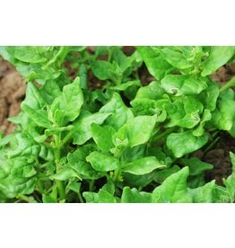 New Zealand Spinach
