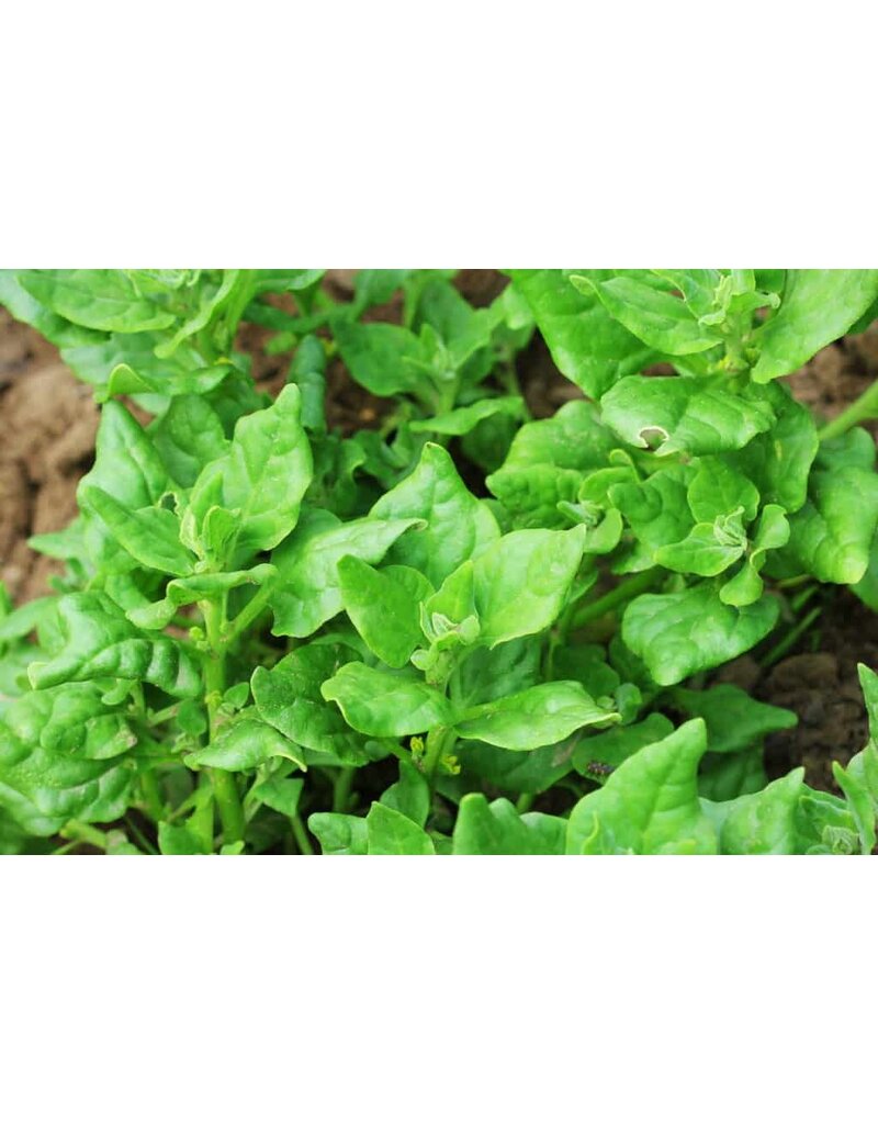 New Zealand Spinach