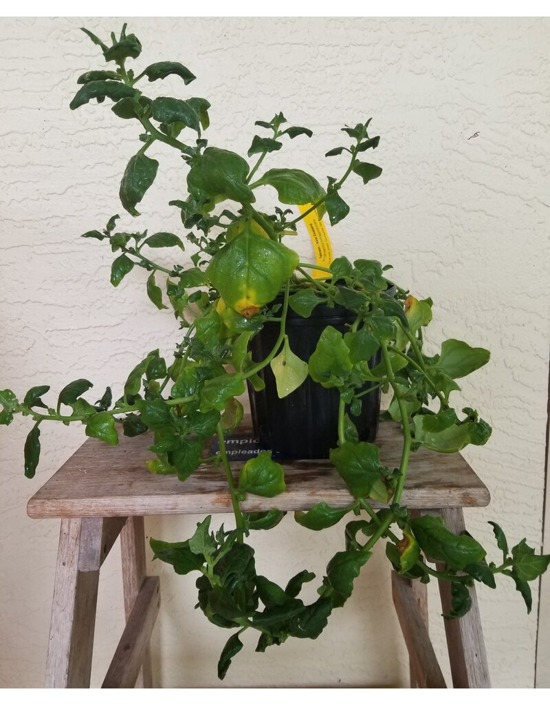 New Zealand Spinach