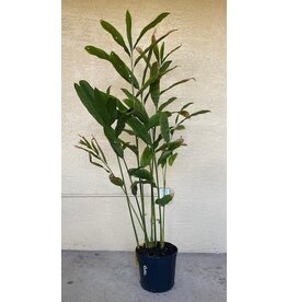 Galangal
