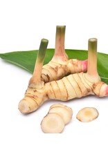 Galangal