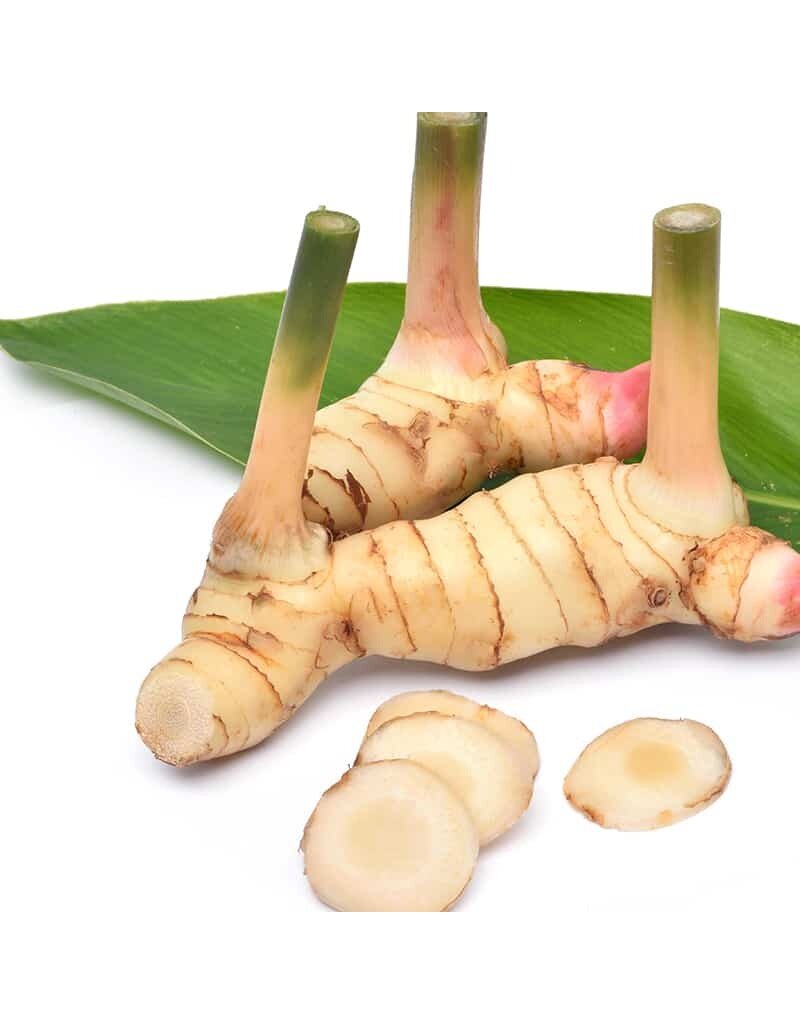 Galangal