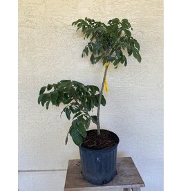 Longan Kohala 3 gallon