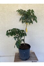 Longan Sri Chompoo 3 gallon