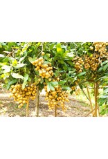 Longan Sri Chompoo 3 gallon
