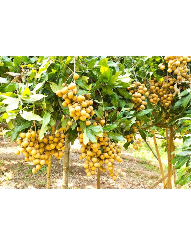 Longan Sri Chompoo 3 gallon