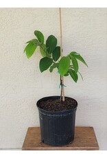 Black Sapote - Excalibur