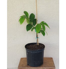 Black Sapote - Excalibur