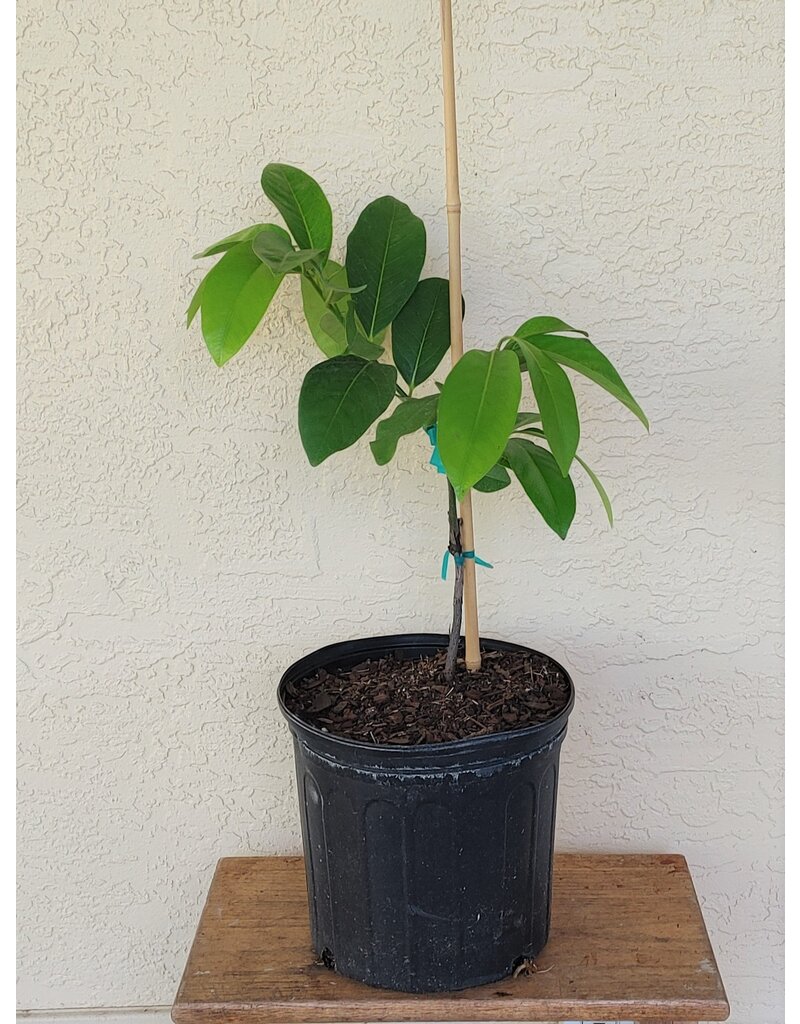 Black Sapote - Excalibur