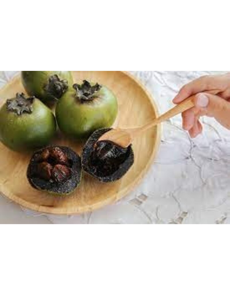 Black Sapote - Excalibur