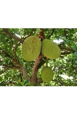 Jackfruit - Banana Crush 3 Gallon Grafted