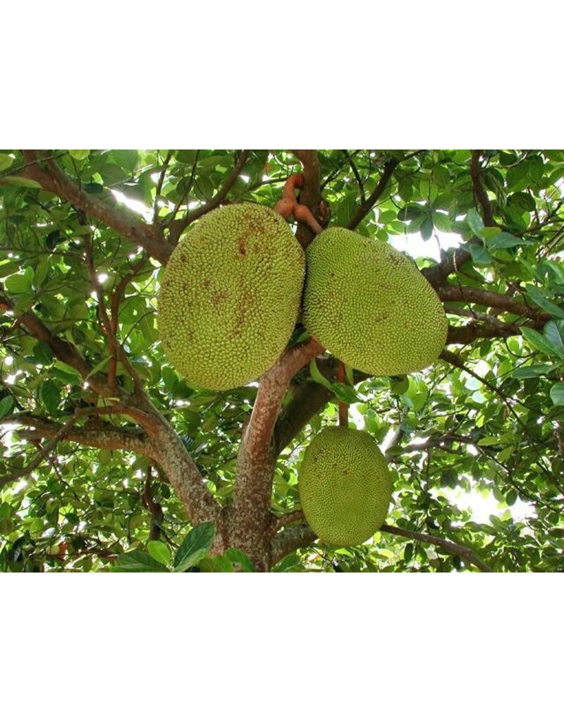 Jackfruit - Banana Crush 3 Gallon Grafted