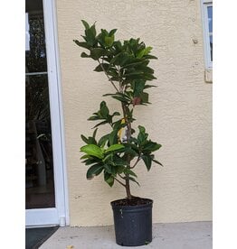 Jackfruit - Banana Crush 3 Gallon Grafted