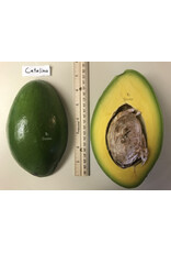 Avocado  Catalina 3 Gallon