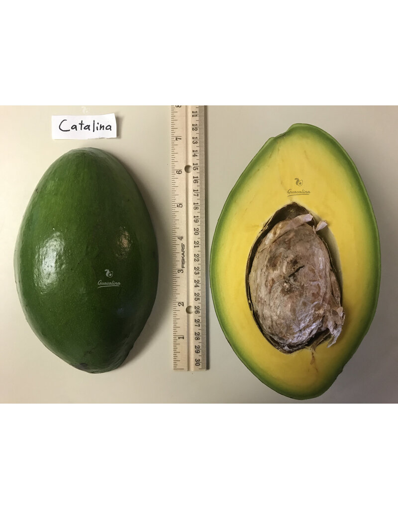 Avocado  Catalina 3 Gallon