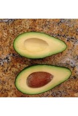 Avocado  Fuerte 3 Gallon
