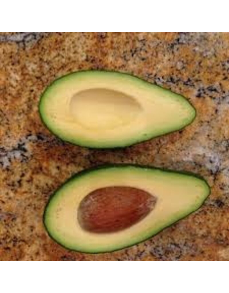 Avocado  Fuerte 3 Gallon