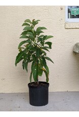 Avocado  Kampong 3 Gallon