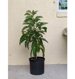 Avocado  Kampong 3 Gallon