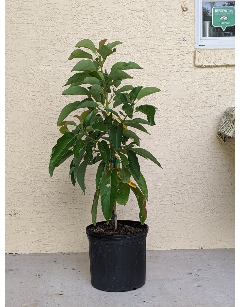 Avocado  Marcus Pumpkin 3 Gallon