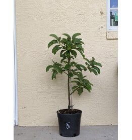 Avocado - Mexicola