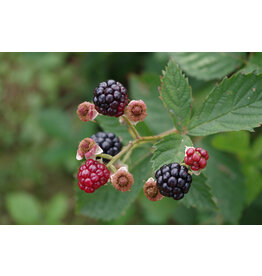 Blackberry - Natchez 3g