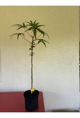 Edible Hibiscus - Chief Kubo