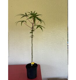 Edible Hibiscus - Chief Kubo