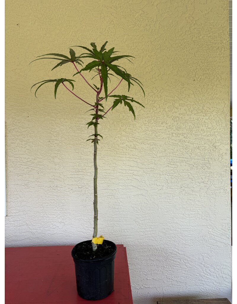 Edible Hibiscus - Chief Kubo